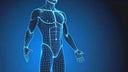 Somatotipos Fitness: Descubre tu Tipo Corporal y Optimiza tu Entrenamiento y Nutrición